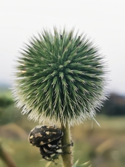 Larinus onopordi