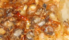 Apocrypta guineensis