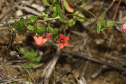 scarlet pimpernel