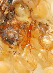 Apocrypta guineensis