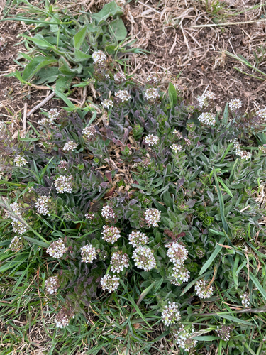 Lepidium heterophyllum, photograph 2