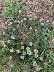 (c) Benjamin Flatt, some rights reserved (CC BY) Lepidium heterophyllum, photograph (c) Benjamin Flatt, some rights reserved (CC BY)