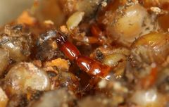 Apocrypta guineensis