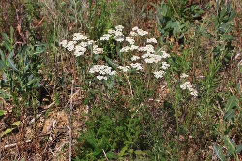 common yarrow