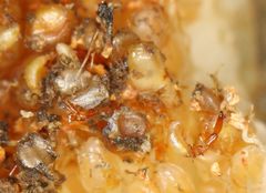 Apocrypta guineensis