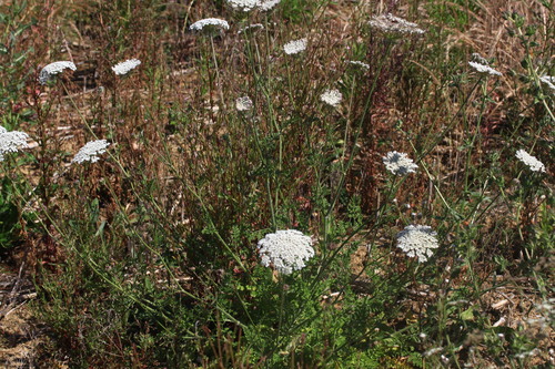 wild carrot