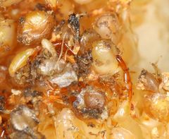 Apocrypta guineensis