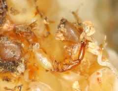 Apocrypta guineensis