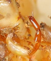 Apocrypta guineensis