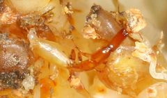 Apocrypta guineensis