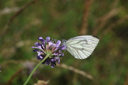 Green-veined White