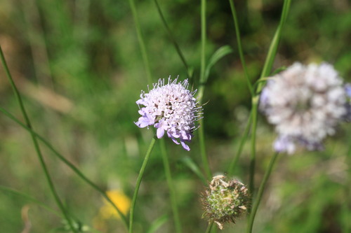 Sweet scabious