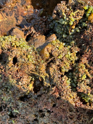 Caulerpa nummularia observed 2026-06-03