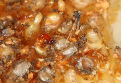 Apocrypta guineensis