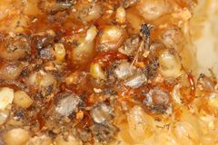 Apocrypta guineensis