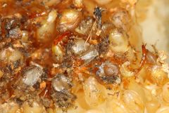 Apocrypta guineensis