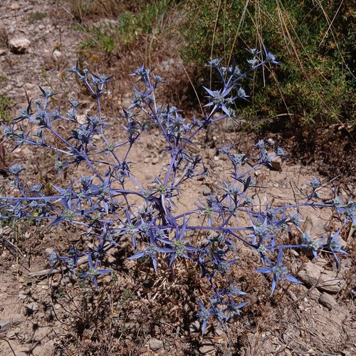 Eryngium triquetrum