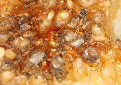 Apocrypta guineensis