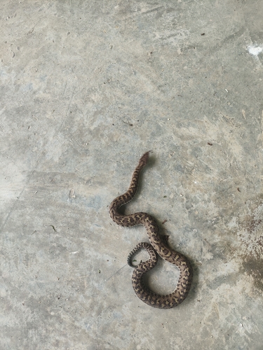 Gloydius liupanensis