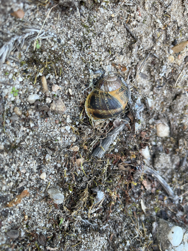 Garden Snail