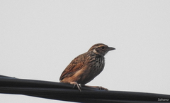 Mirafra erythrocephala