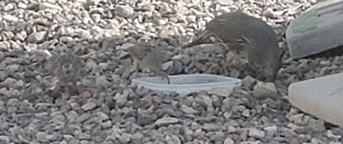 Gambel's Quail