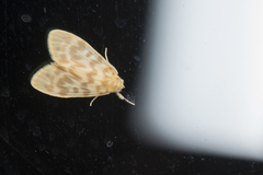 Hemipsilia coavestis