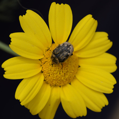 Coleoptera