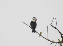 Microhierax caerulescens