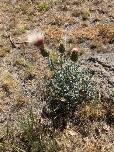 yellowspine thistle