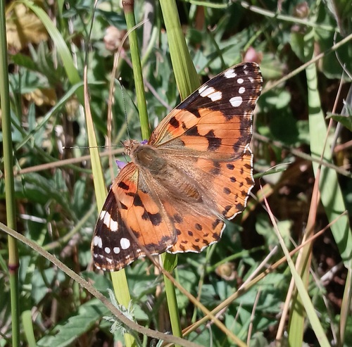 Painted Lady
