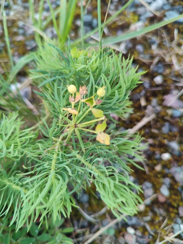 cypress spurge