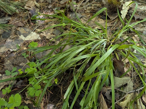 Carex blanda, photograph 2