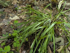 Carex blanda, photograph (c) Kalvin Chan, some rights reserved (CC BY)