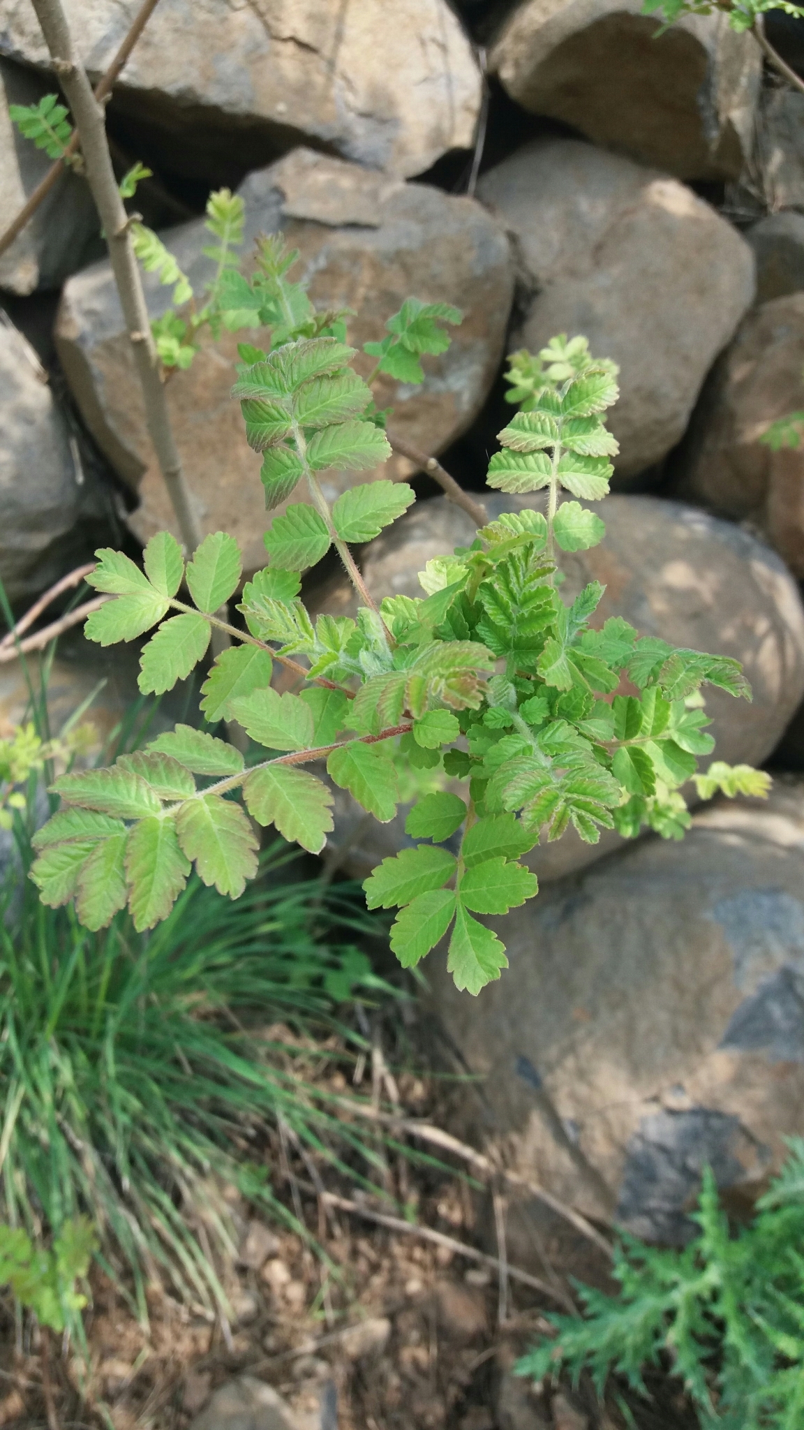 10 graines Sumac des corroyeurs (Rhus coriaria Somacco Siciliano)