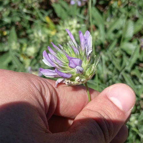 arabian pea