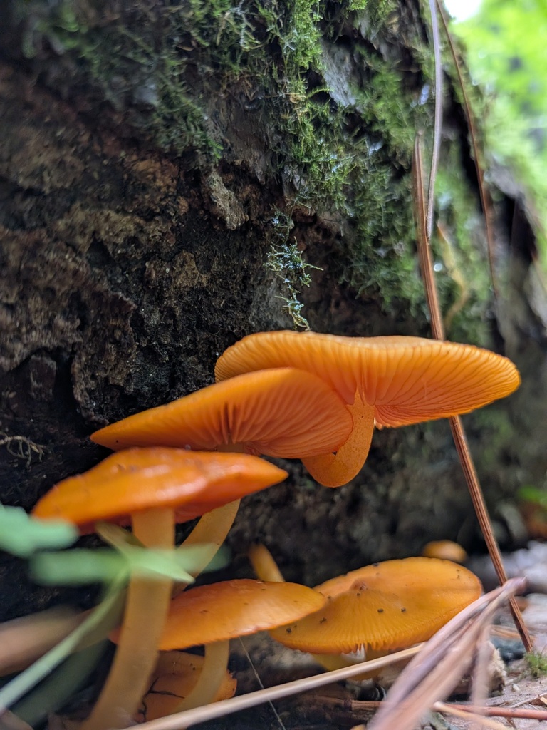 orange mycena · June 2026 · photo: Photo: (c) Kalvin Chan, some rights reserved (CC BY) · iNaturalist
