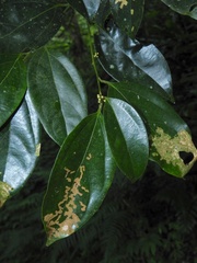 Cryptocarya chinensis