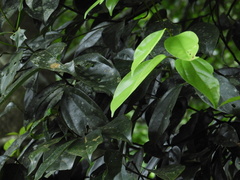 Cryptocarya chinensis