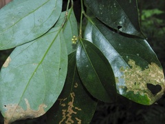 Cryptocarya chinensis