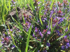 Glechoma hederacea