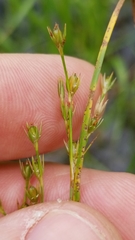 Juncus dichotomus