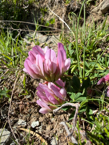 Alpine Clover