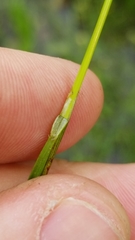 Juncus dichotomus