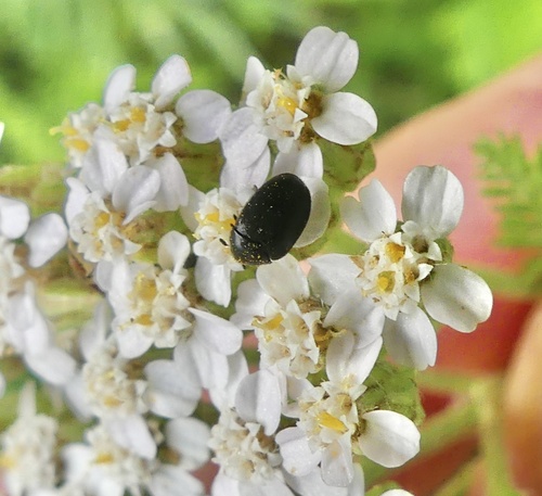 Cryptorhopalum triste