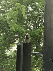 Passer domesticus