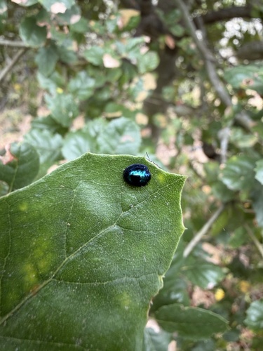 Steelblue Lady Beetle