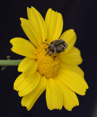 Coleoptera