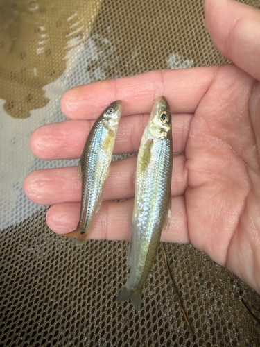 Suckermouth Minnow