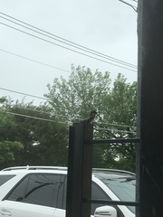 Passer domesticus